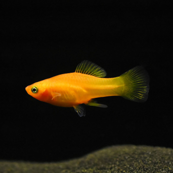 Papageienplaty Orange/Gelb, Xiphophorus variatus var. orange/yellow